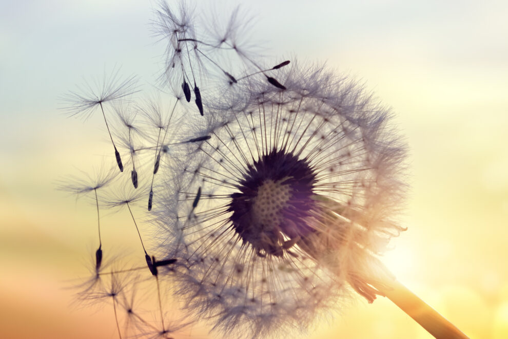 Das Flüstern deiner Seele